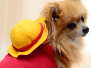 Luffy Dog Outfit One Piece Cosplay Shut Up And Take My Yen : Anime & Gaming Merchandise