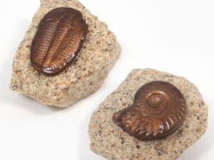 Dome And Helix Pokemon Fossils Shut Up And Take My Yen : Anime & Gaming Merchandise