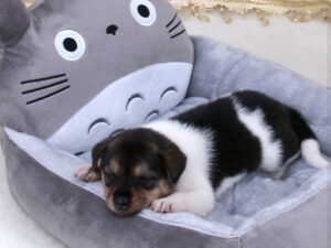 My Neighbor Totoro Dog Bed