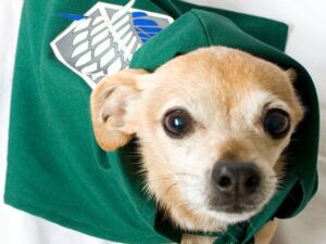 Attack On Titan Survey Corps Dog Cloak Shut Up And Take My Yen : Anime & Gaming Merchandise