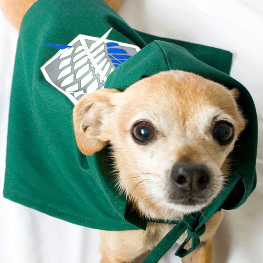 Attack On Titan Survey Corps Dog Cloak Shut Up And Take My Yen : Anime & Gaming Merchandise