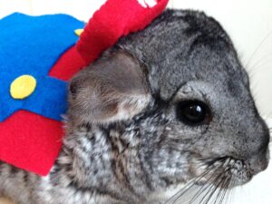 Super Mario Small Pet Costume Shut Up And Take My Yen : Anime & Gaming Merchandise