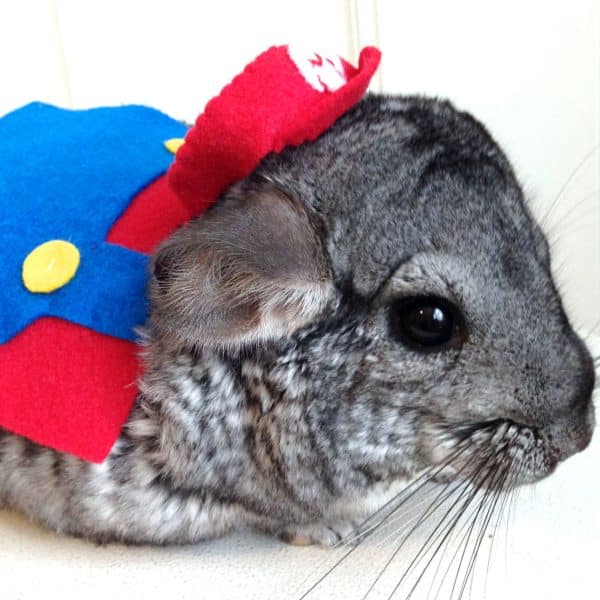 Super Mario Small Pet Costume Shut Up And Take My Yen : Anime & Gaming Merchandise