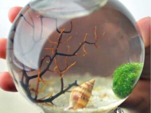 Japanese Moss Ball Aquarium