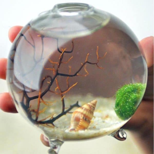 Japanese Moss Ball Aquarium