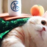 Kotatsu Cat Blanket