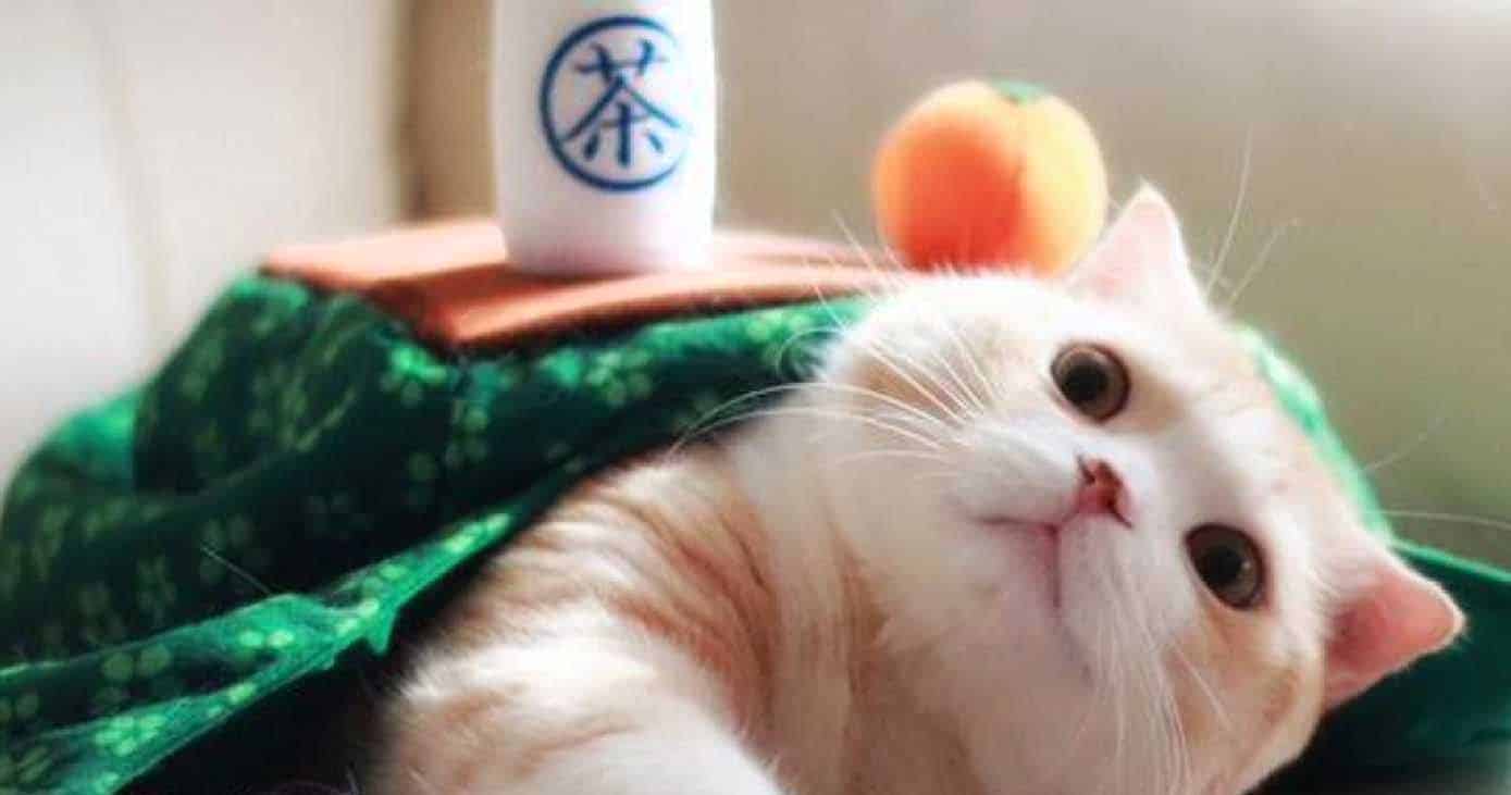 Kotatsu Cat Blanket