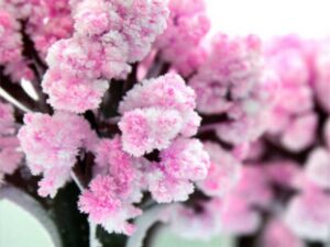 Magic Sakura Cherry Blossom