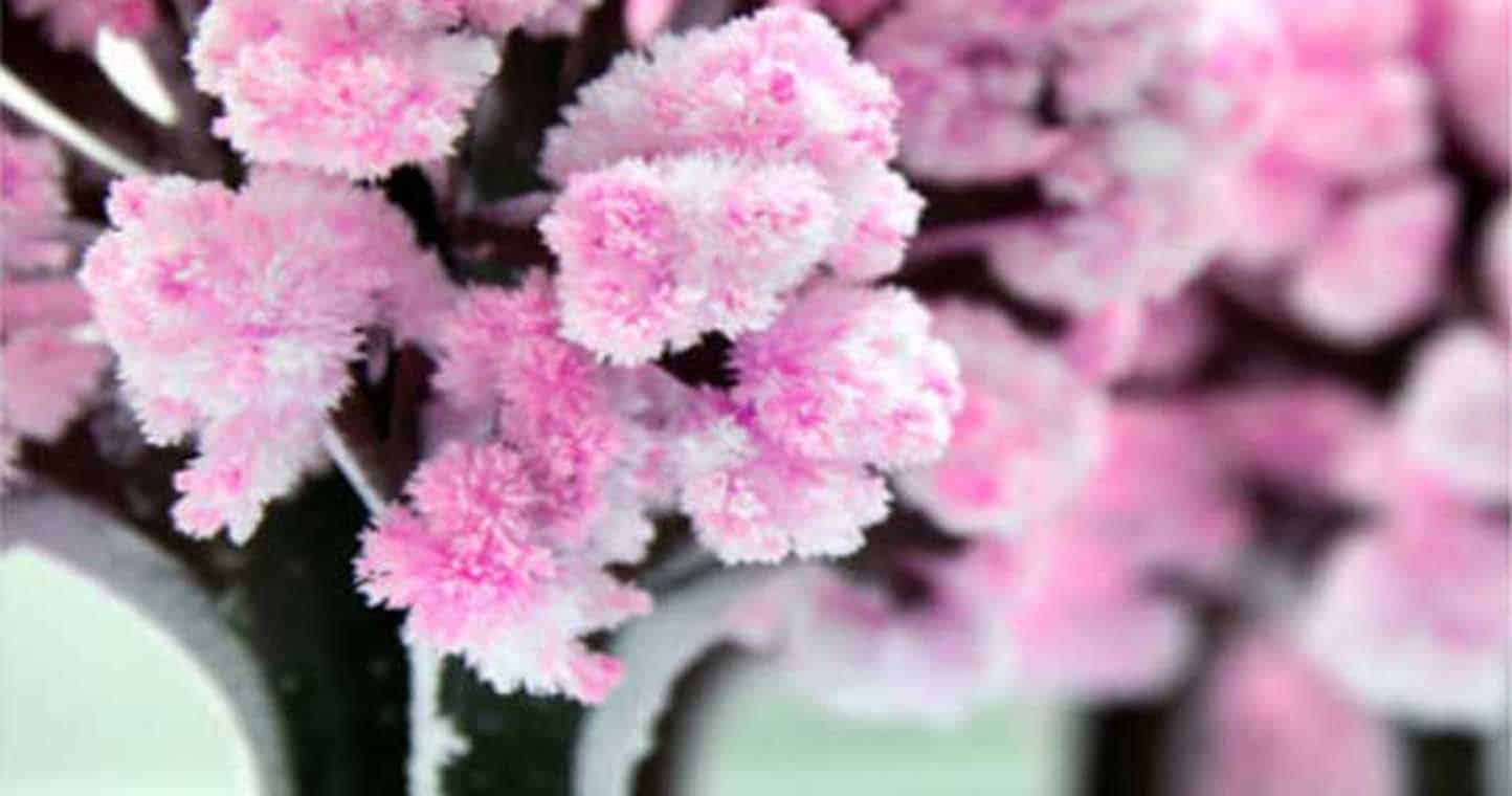 Magic Sakura Cherry Blossom