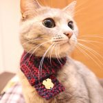 Knitted Cat Scarf