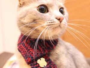 Knitted Cat Scarf