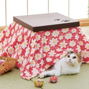 Cat Kotatsu Cardboard House