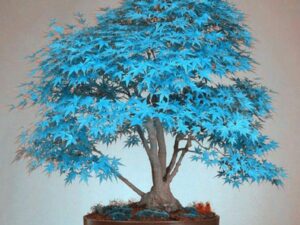 Colored Maple Bonsai Tree Seeds