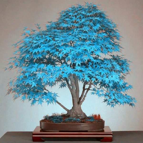 Colored Maple Bonsai Tree Seeds