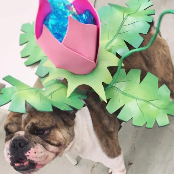 Pokemon Ivysaur Dog Costume