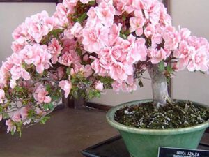 Cherry Blossom Bonsai Tree Seeds