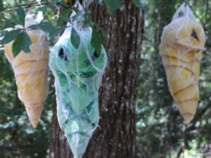 Pokemon Realistic Kakuna Replica