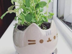 Pusheen Planter