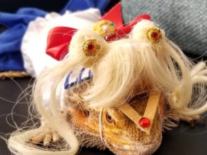 Sailor Moon Bearded Dragon Outfit