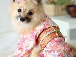 Japanese Kimono For Dogs