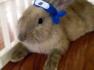 Rabbit Naruto Headband