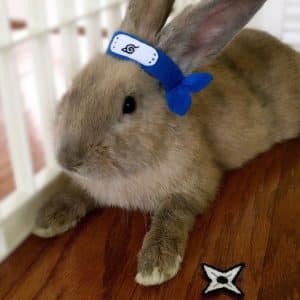 Rabbit Naruto Headband