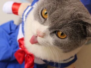Sailor Moon Cat Costume