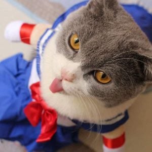 Sailor Moon Cat Costume