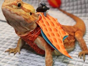 Charizard Bearded Dragon Costume