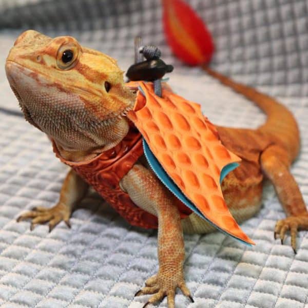 Charizard Bearded Dragon Costume