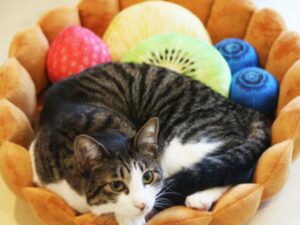 Fruit Tart Pet Bed
