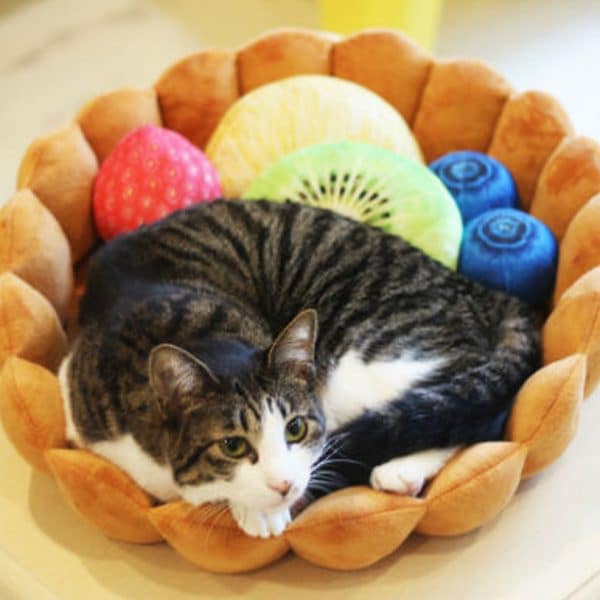 Fruit Tart Pet Bed