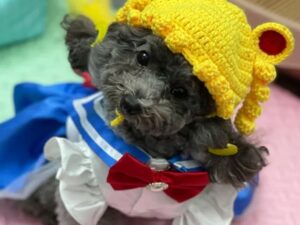 Sailor Moon Dog Costumes