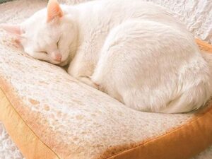 Toast Cat Bed