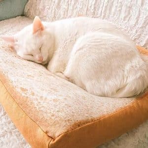 Toast Cat Bed