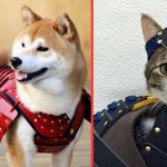 Samurai Pet Armor for Cats and Dogs