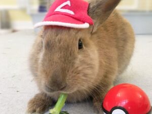 Rabbit Pokemon Hat