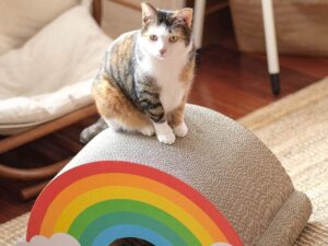 Rainbow Cat Scratcher