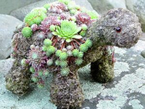 DIY Succulent Turtle Kit