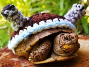 Pokemon Turtle Costumes