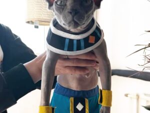 Dragon Ball Z Beerus Cat Costume