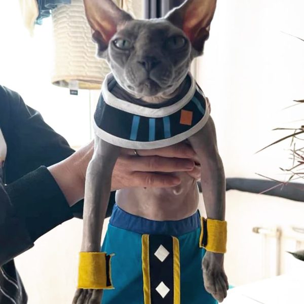 Dragon Ball Z Beerus Cat Costume