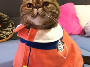 Naruto Pet Costume