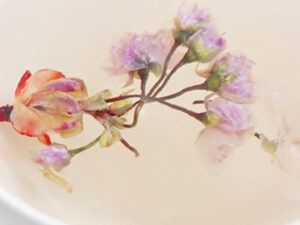 Cherry Blossom Tea
